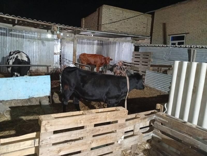 saglyk şygyrlar - Türkmenabat - img 5