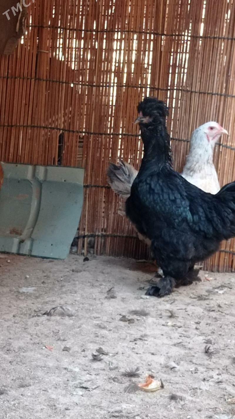 Gara troyka tovuk - Mary - img 5