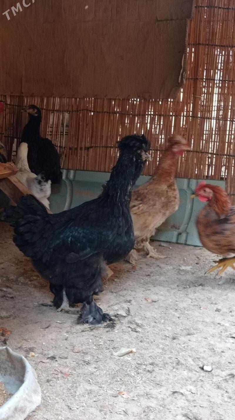 Gara troyka tovuk - Mary - img 3