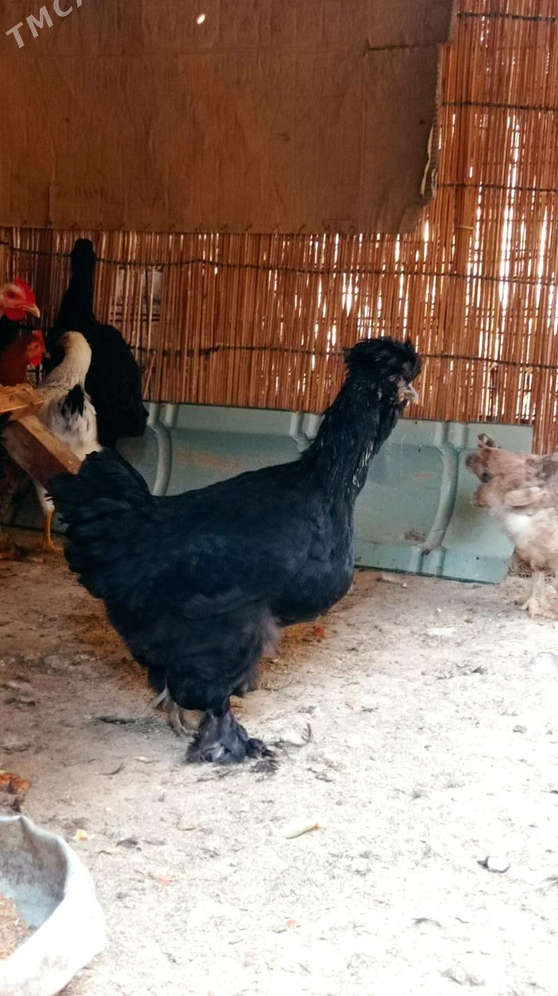 Gara troyka tovuk - Mary - img 2