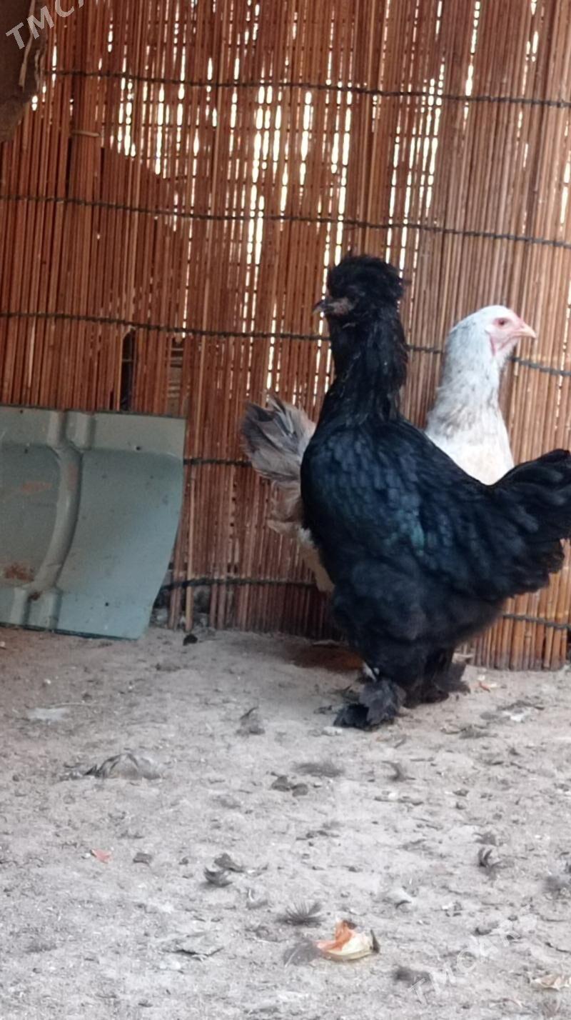 Gara troyka tovuk - Mary - img 4