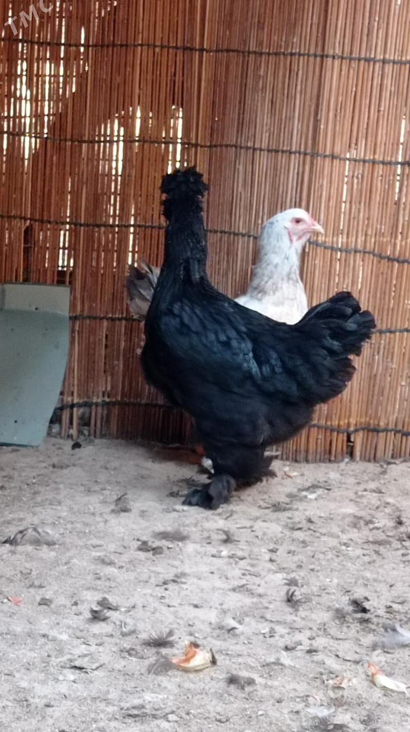 Gara troyka tovuk - Mary - img 7