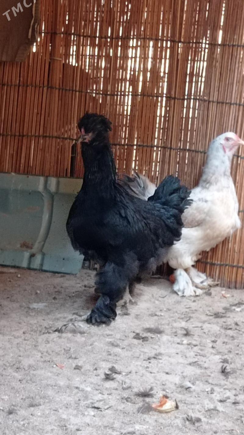 Gara troyka tovuk - Mary - img 9