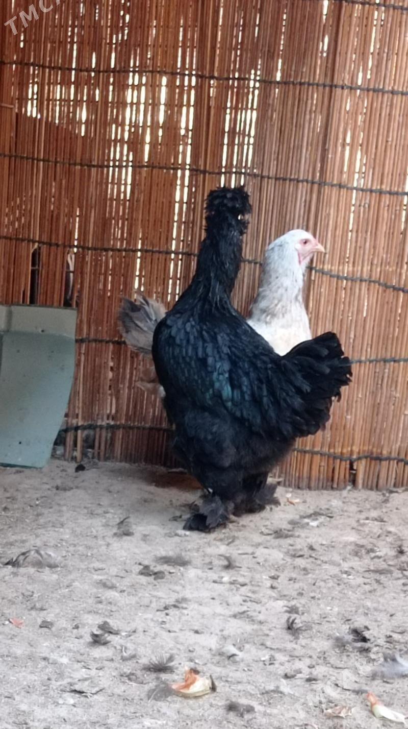 Gara troyka tovuk - Mary - img 6