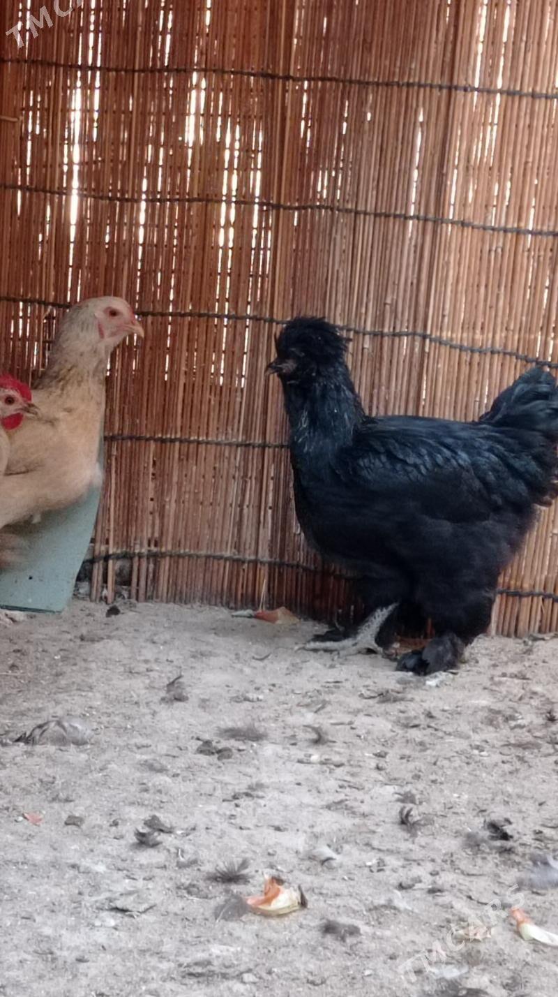 Gara troyka tovuk - Mary - img 10