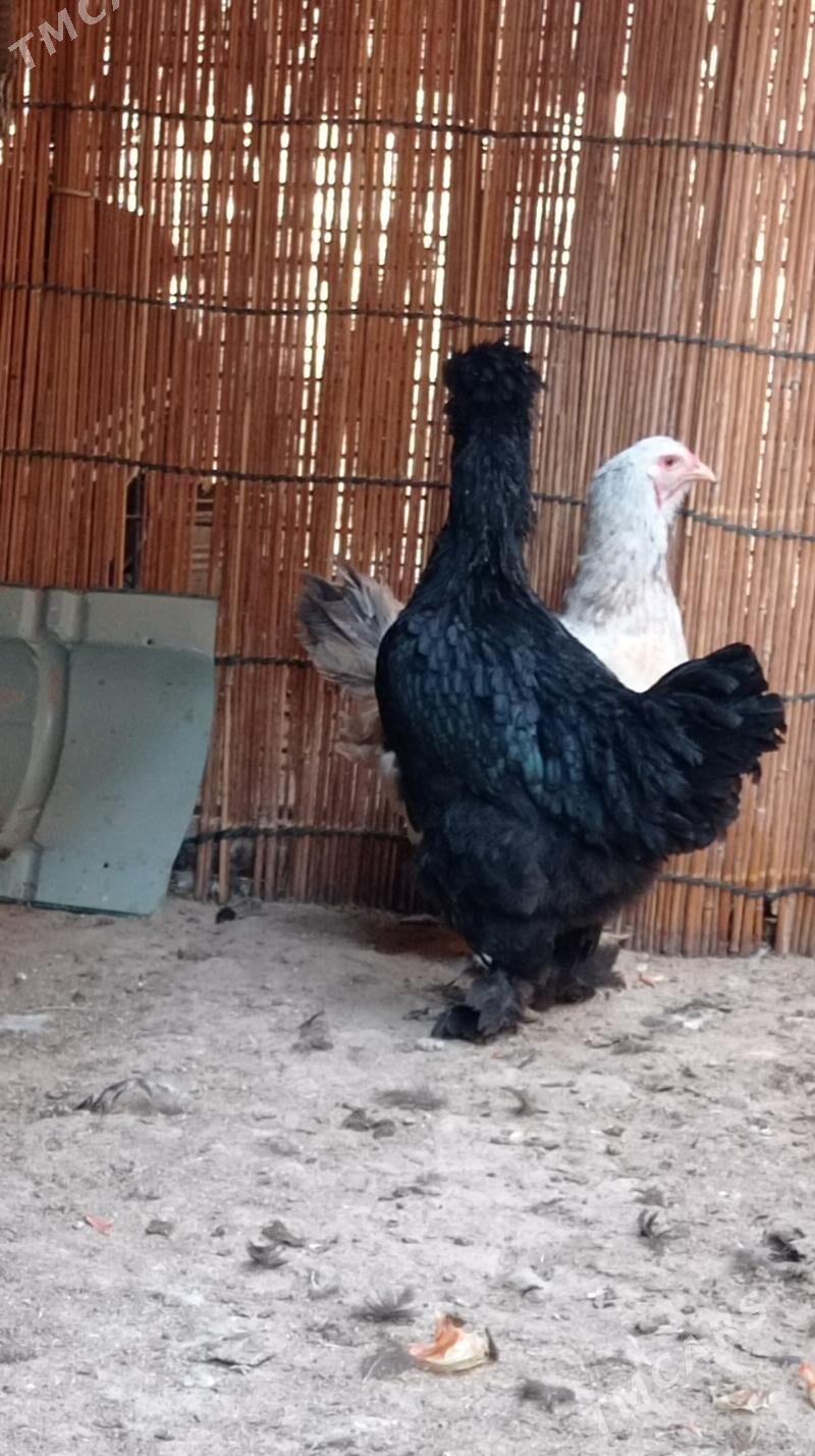 Gara troyka tovuk - Mary - img 8