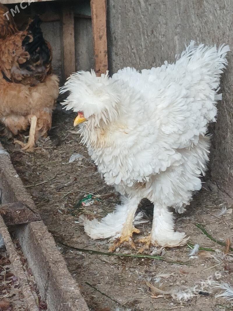 brama - Büzmeýin - img 6