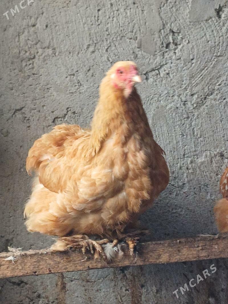 brama - Büzmeýin - img 4