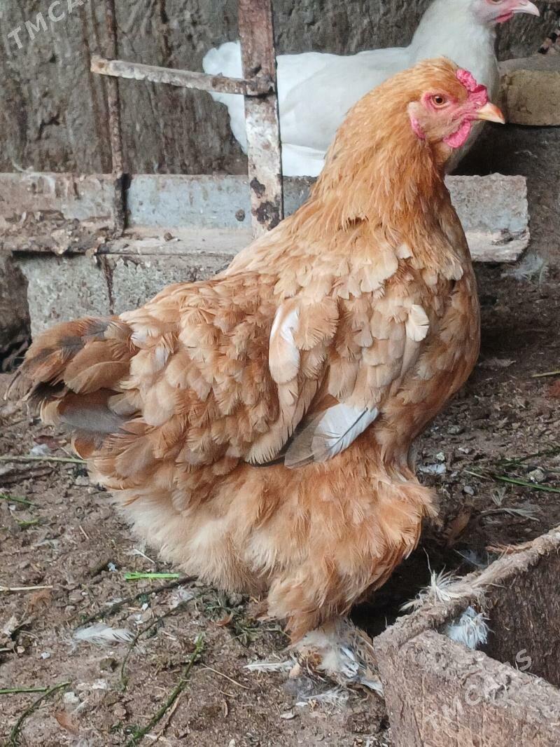 brama - Büzmeýin - img 3