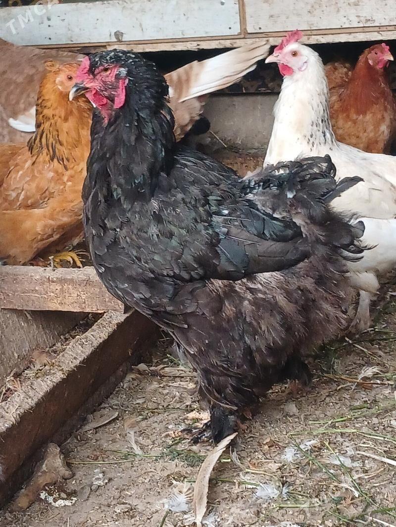 brama - Büzmeýin - img 2