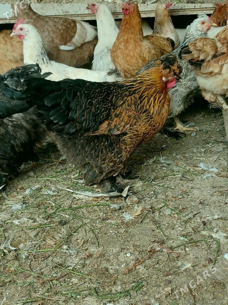 brama - Büzmeýin - img 5