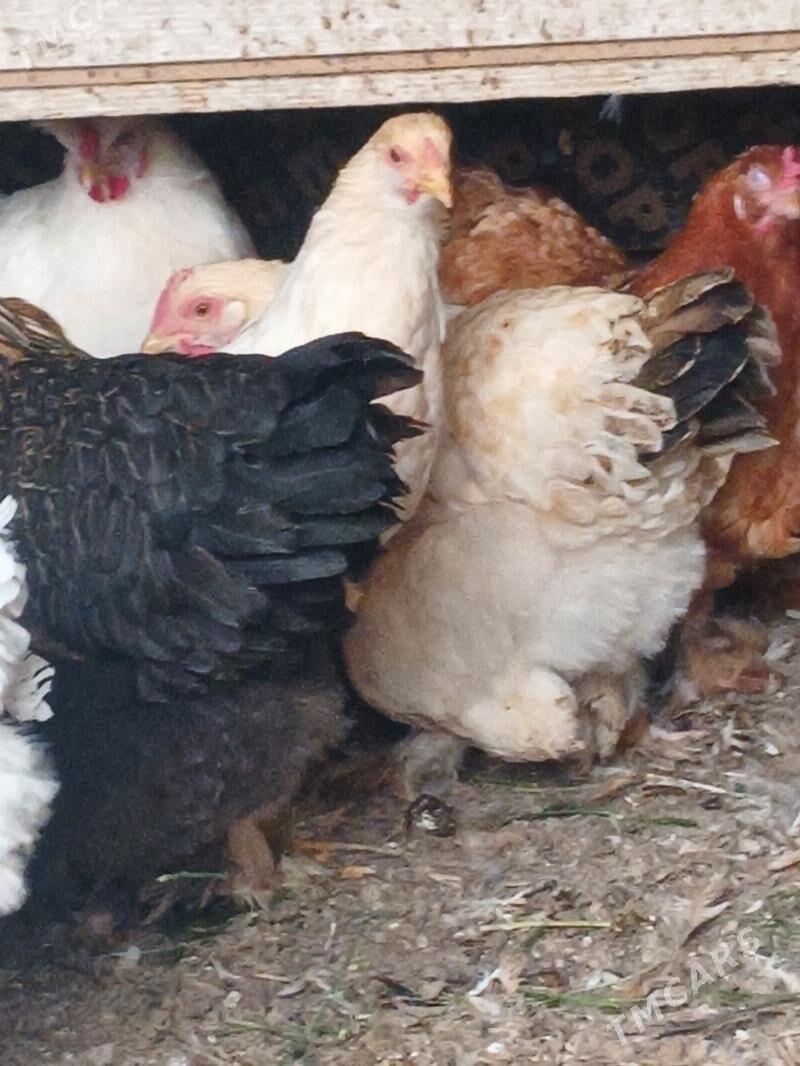 brama - Büzmeýin - img 1