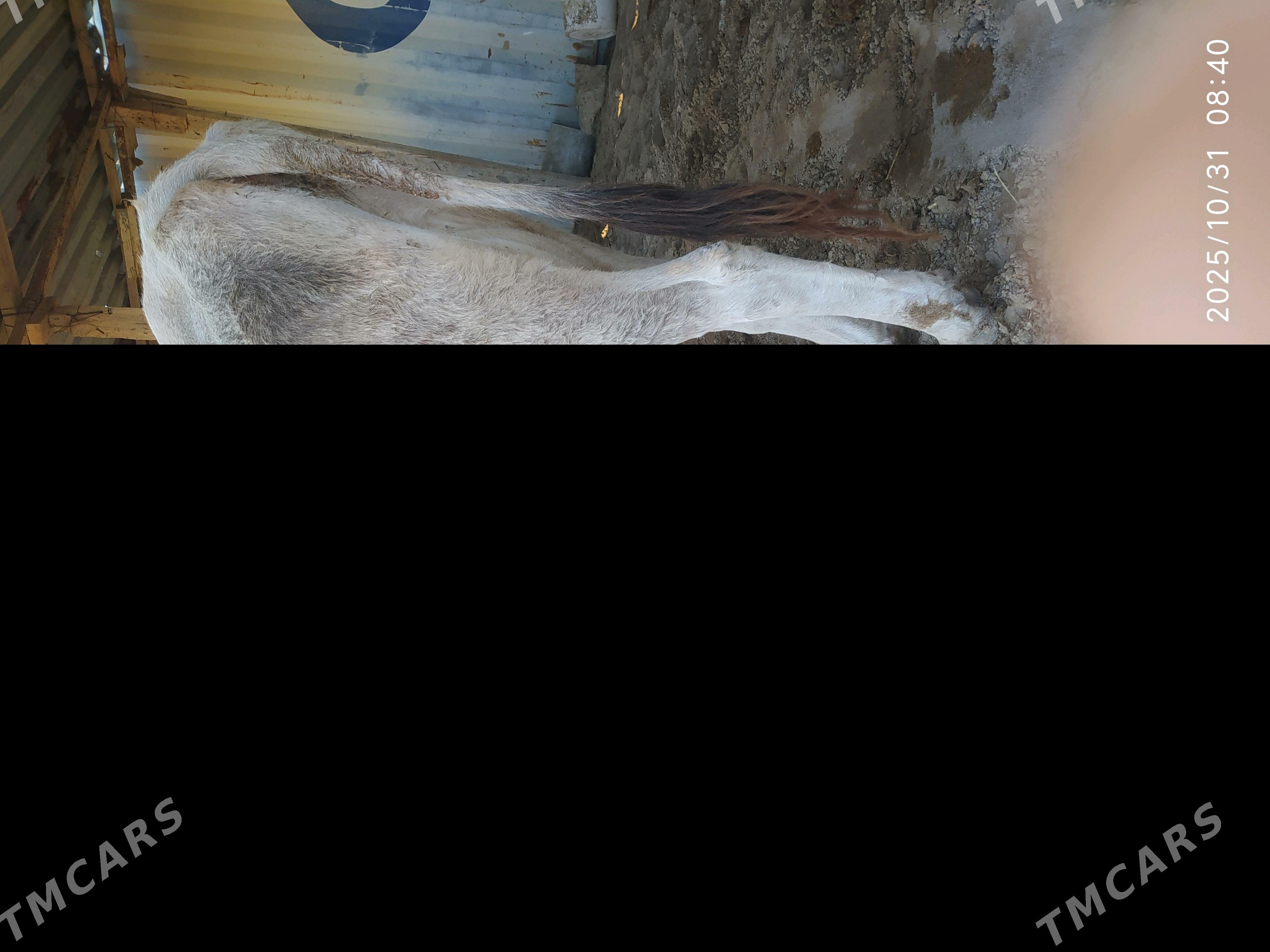 sygyr - Балканабат - img 5