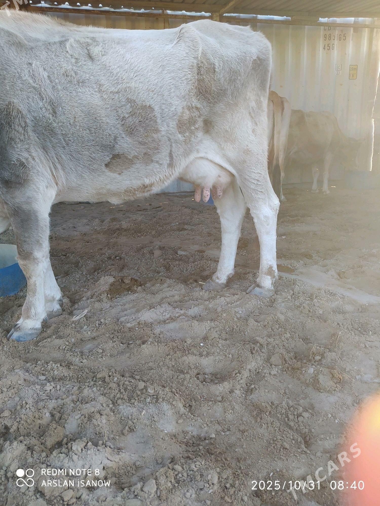 sygyr - Балканабат - img 4