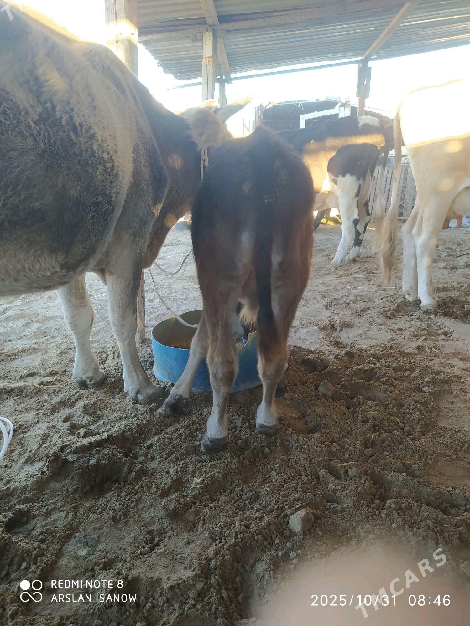 sygyr - Балканабат - img 2