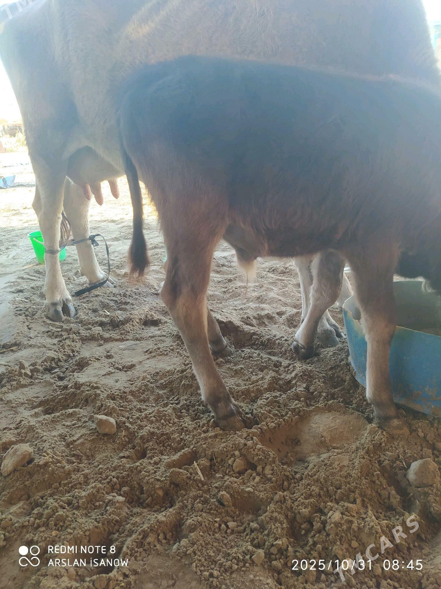 sygyr - Балканабат - img 3