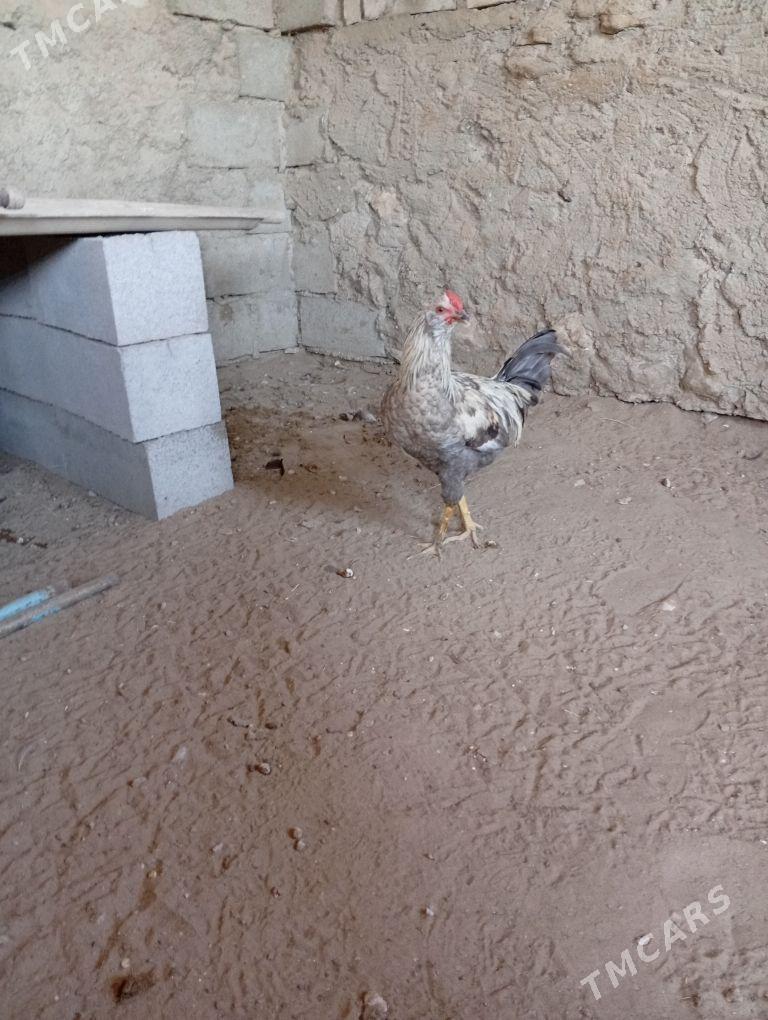 horaz - Гумдаг - img 2