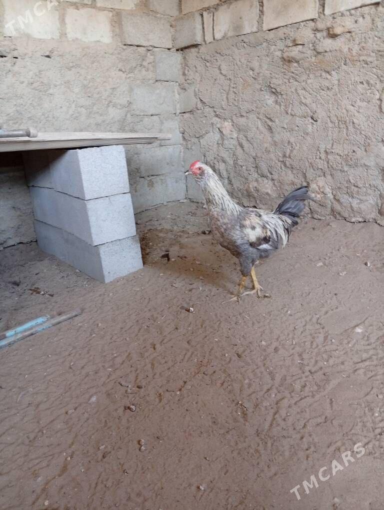 horaz - Гумдаг - img 1