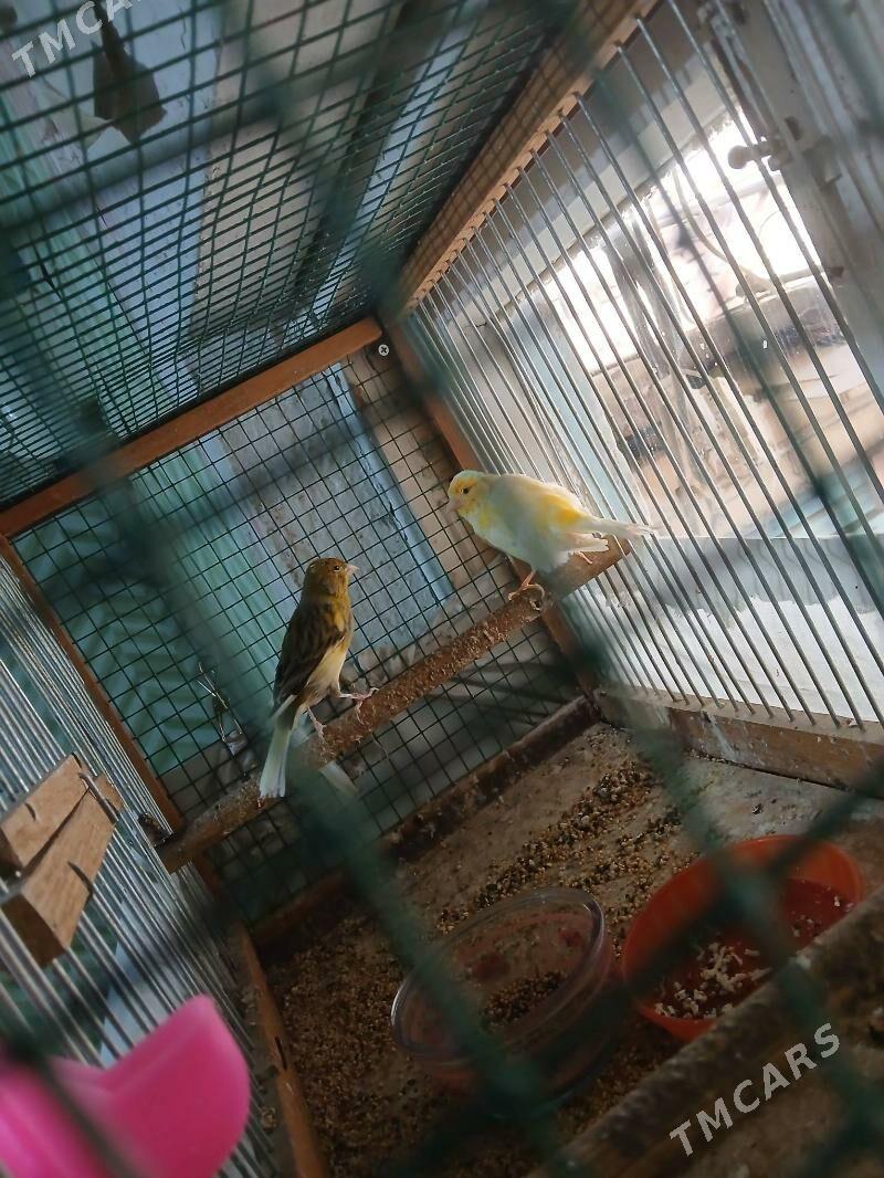 кенар - Çärjew - img 2