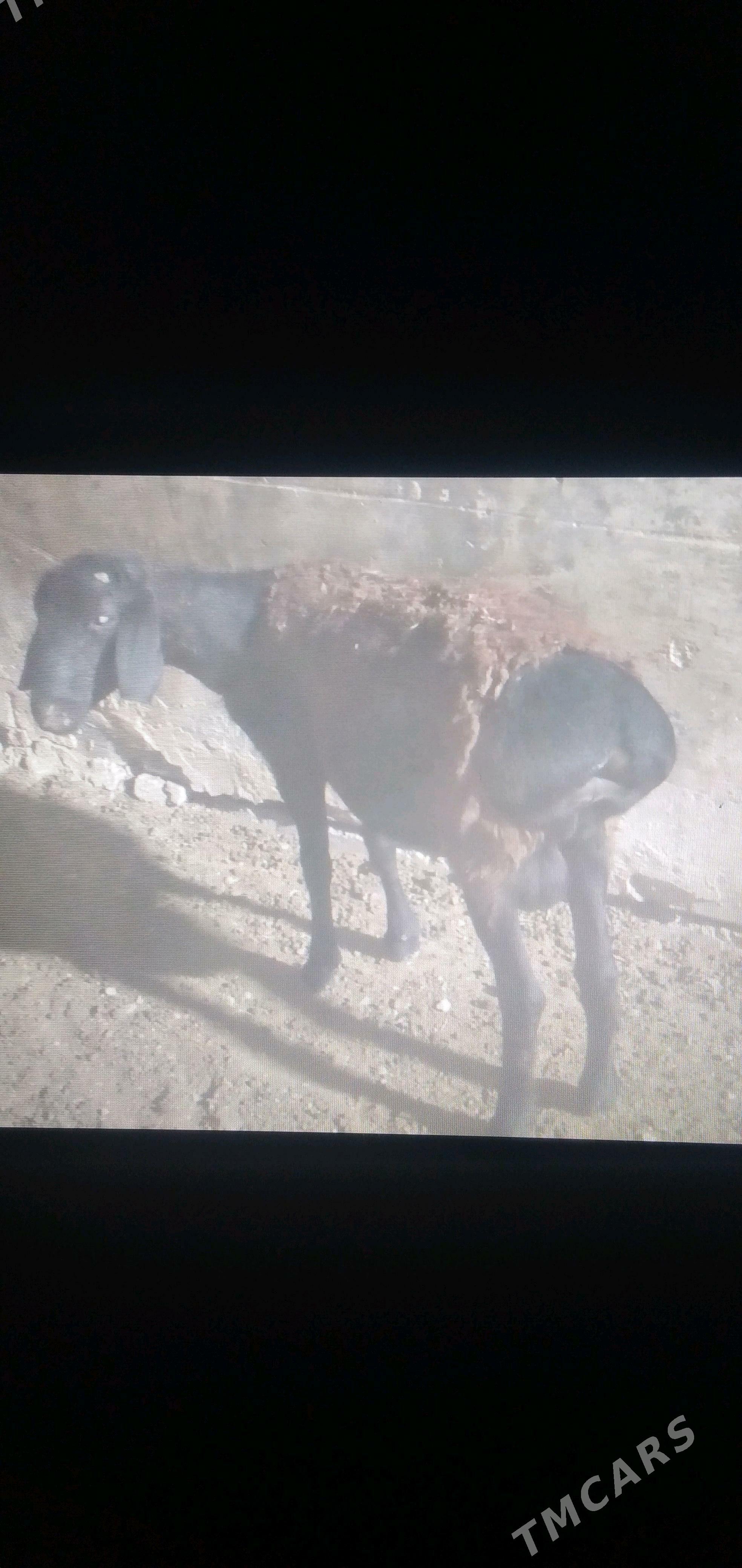 Gysar argynal goc - Ýaşlyk - img 2