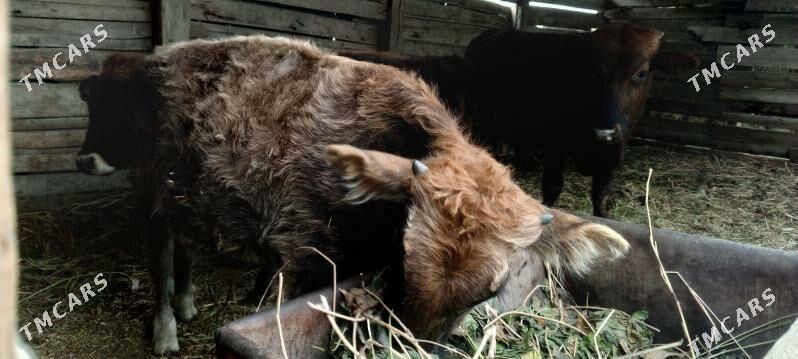 Şwes öküzler - Багир - img 8