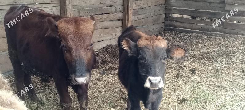 Şwes öküzler - Багир - img 2