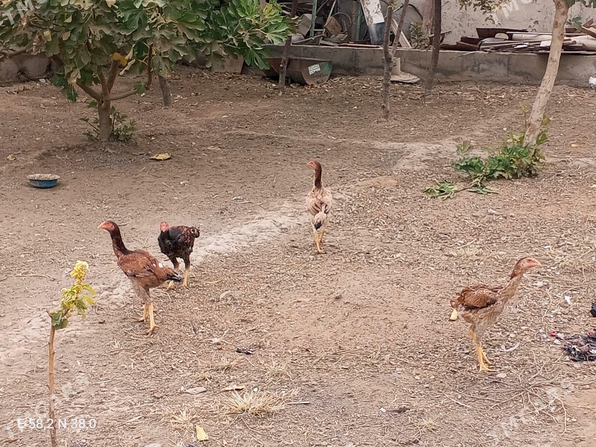 Towuk - Aşgabat - img 2