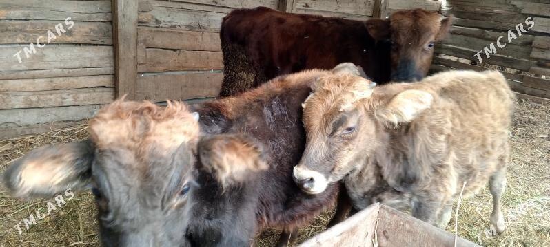 Şwes öküzler - Багир - img 6