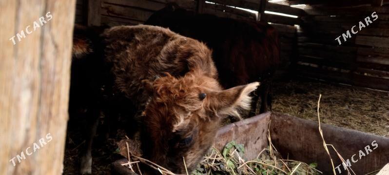 Şwes öküzler - Багир - img 7