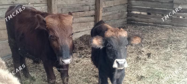 Şwes öküzler - Багир - img 3