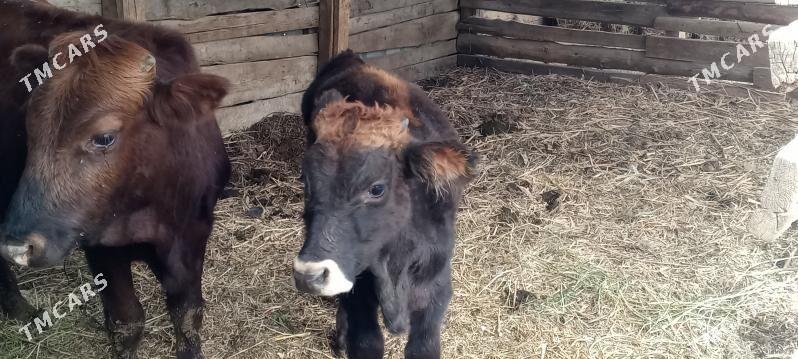 Şwes öküzler - Багир - img 4