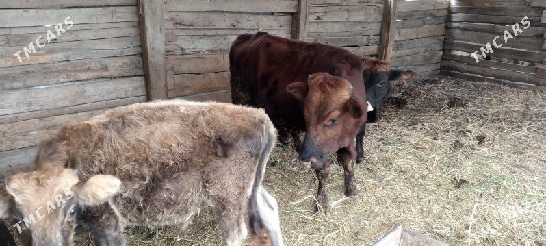 Şwes öküzler - Багир - img 5