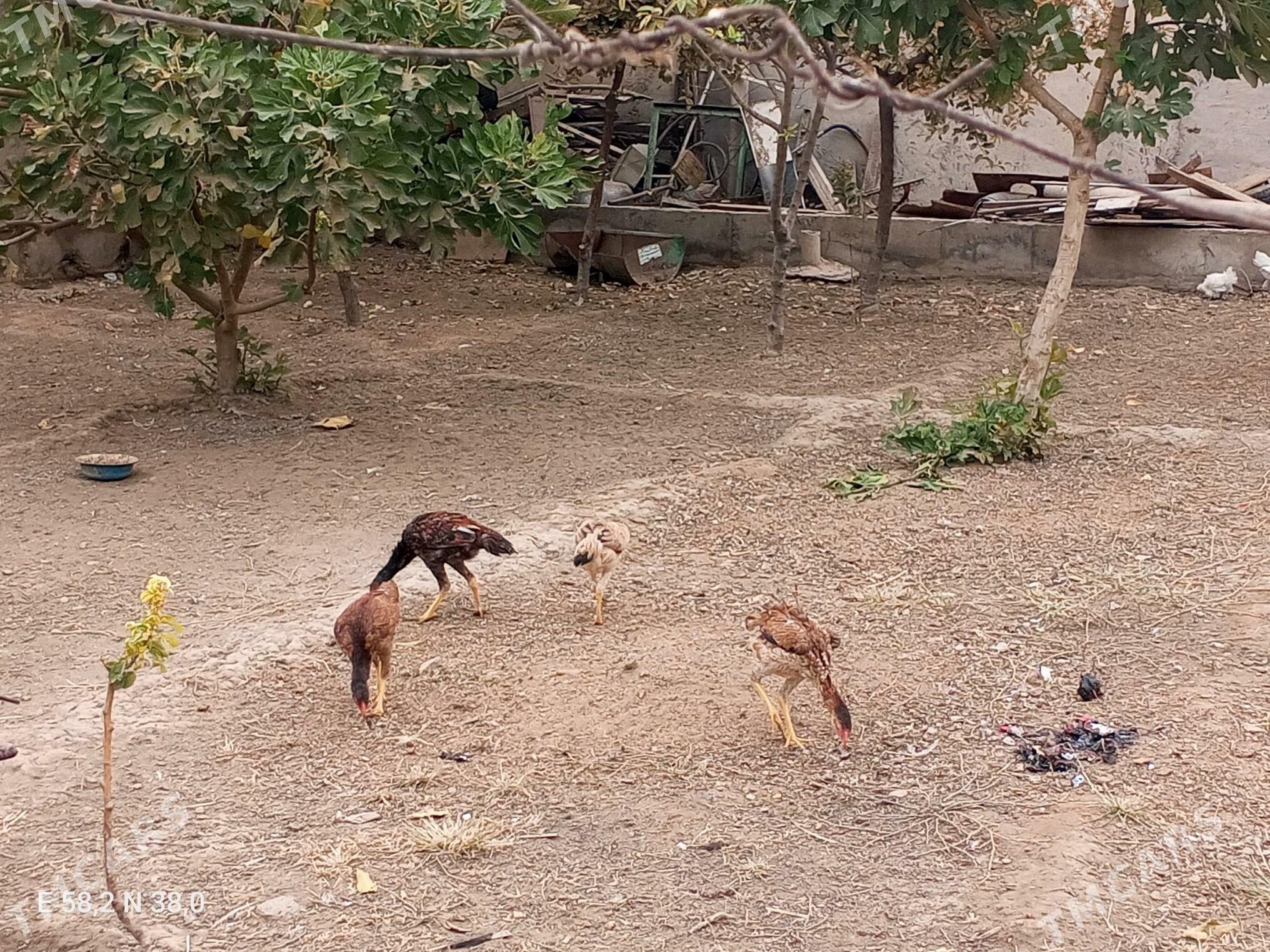 Towuk - Aşgabat - img 3