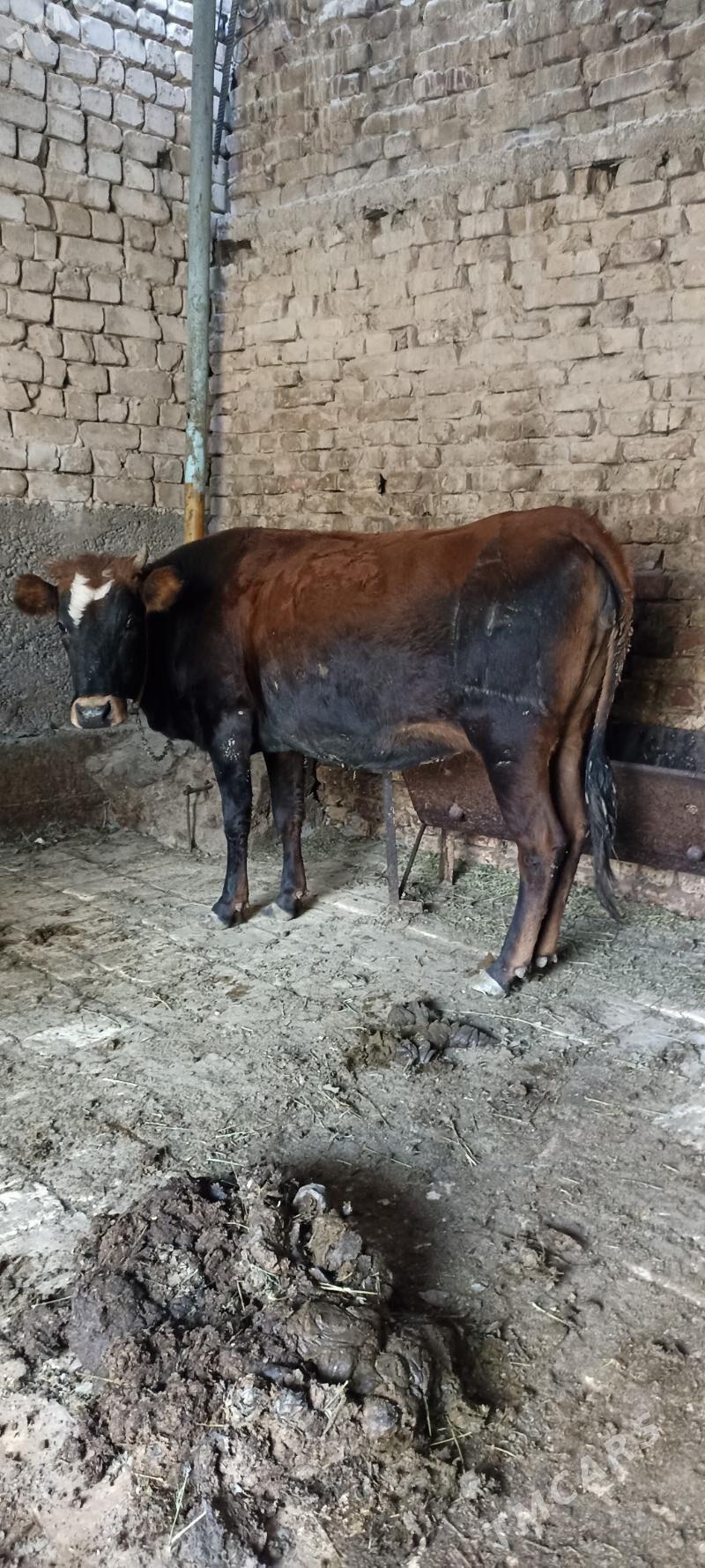 bogaz tuwe - Hitrowka - img 1