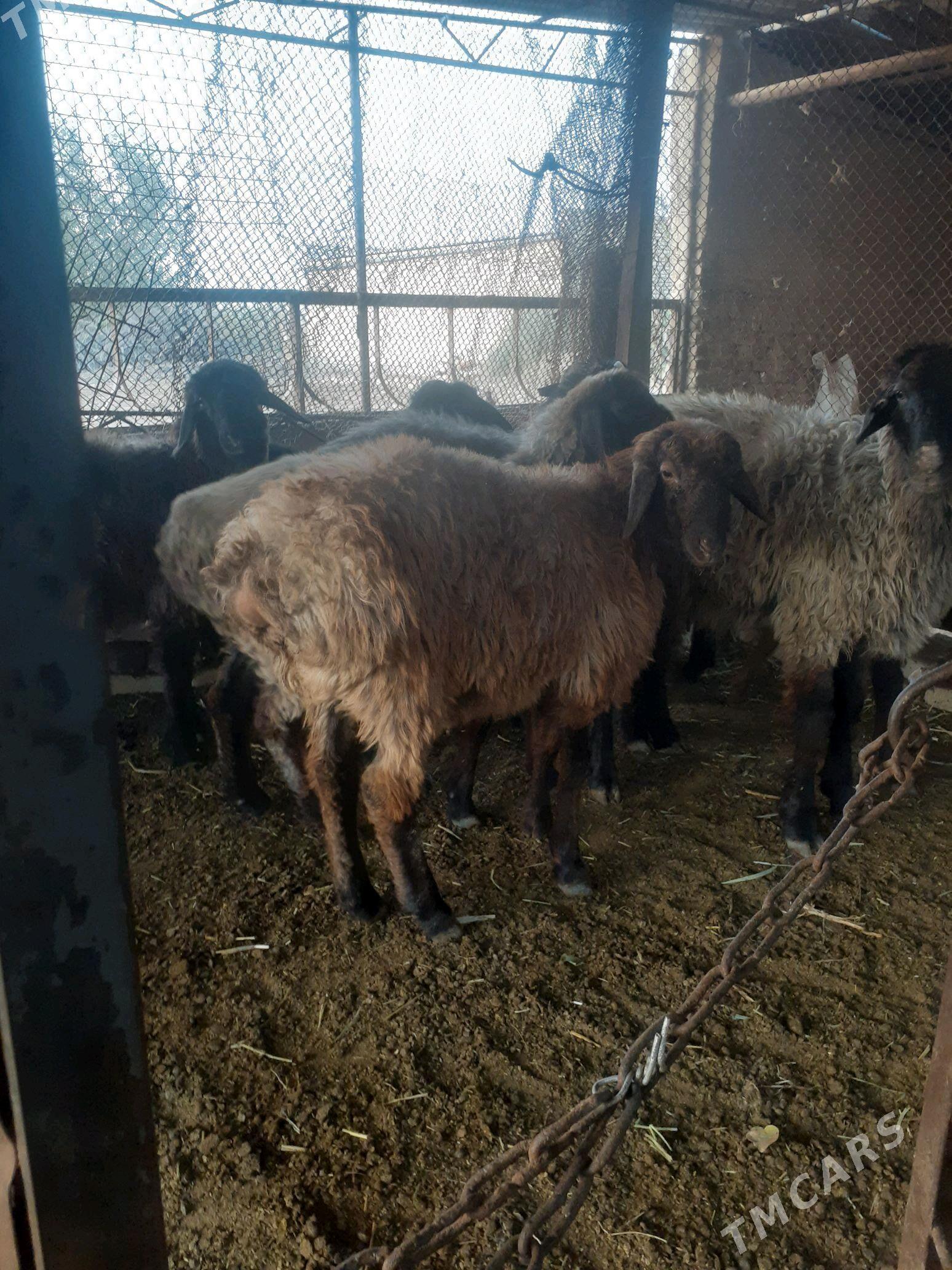 tokly - Murgap - img 3