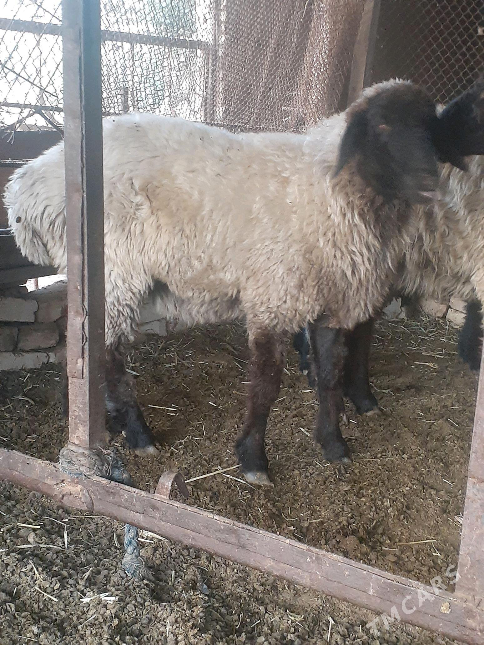 tokly - Murgap - img 1