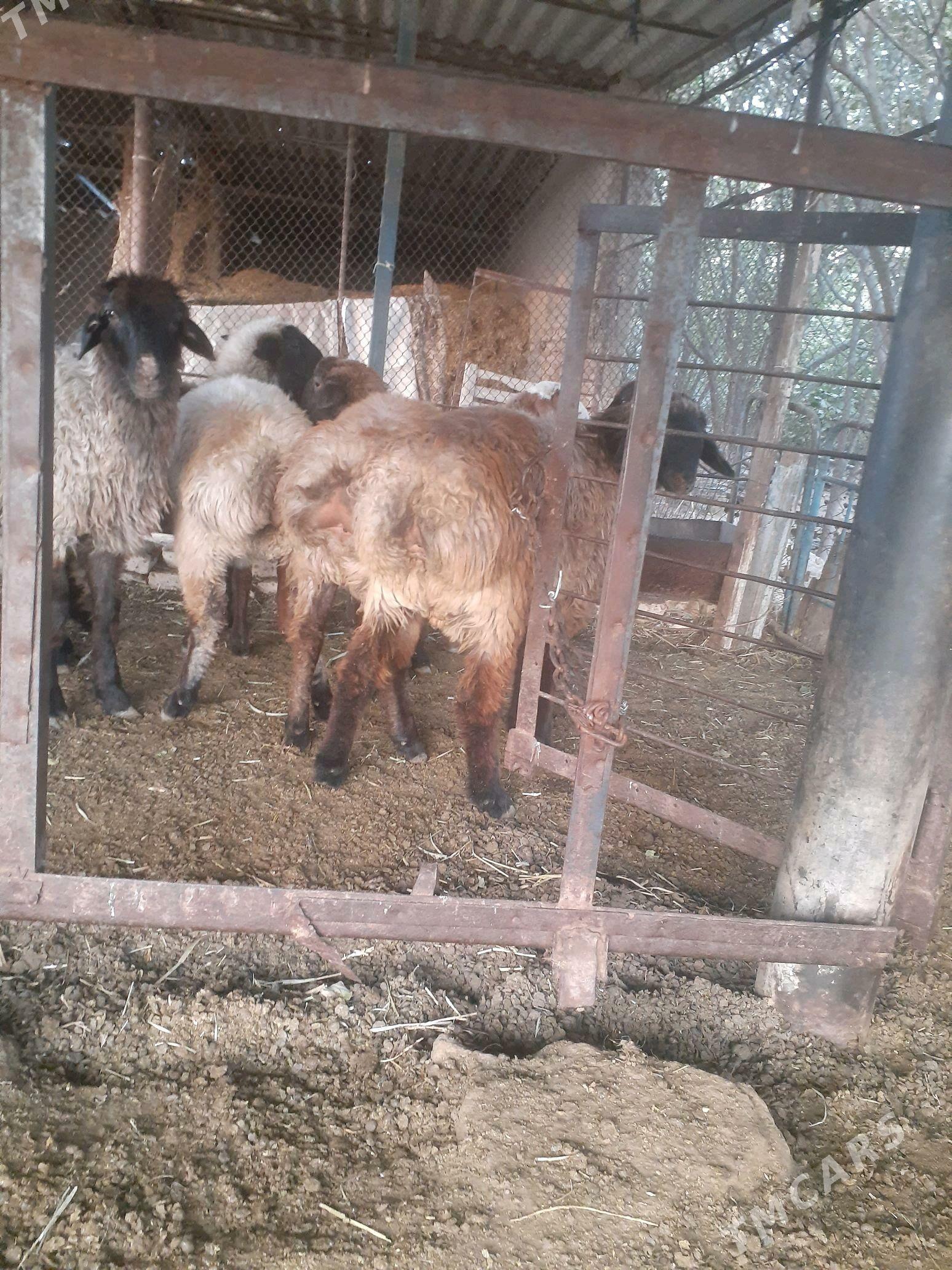 tokly - Murgap - img 2