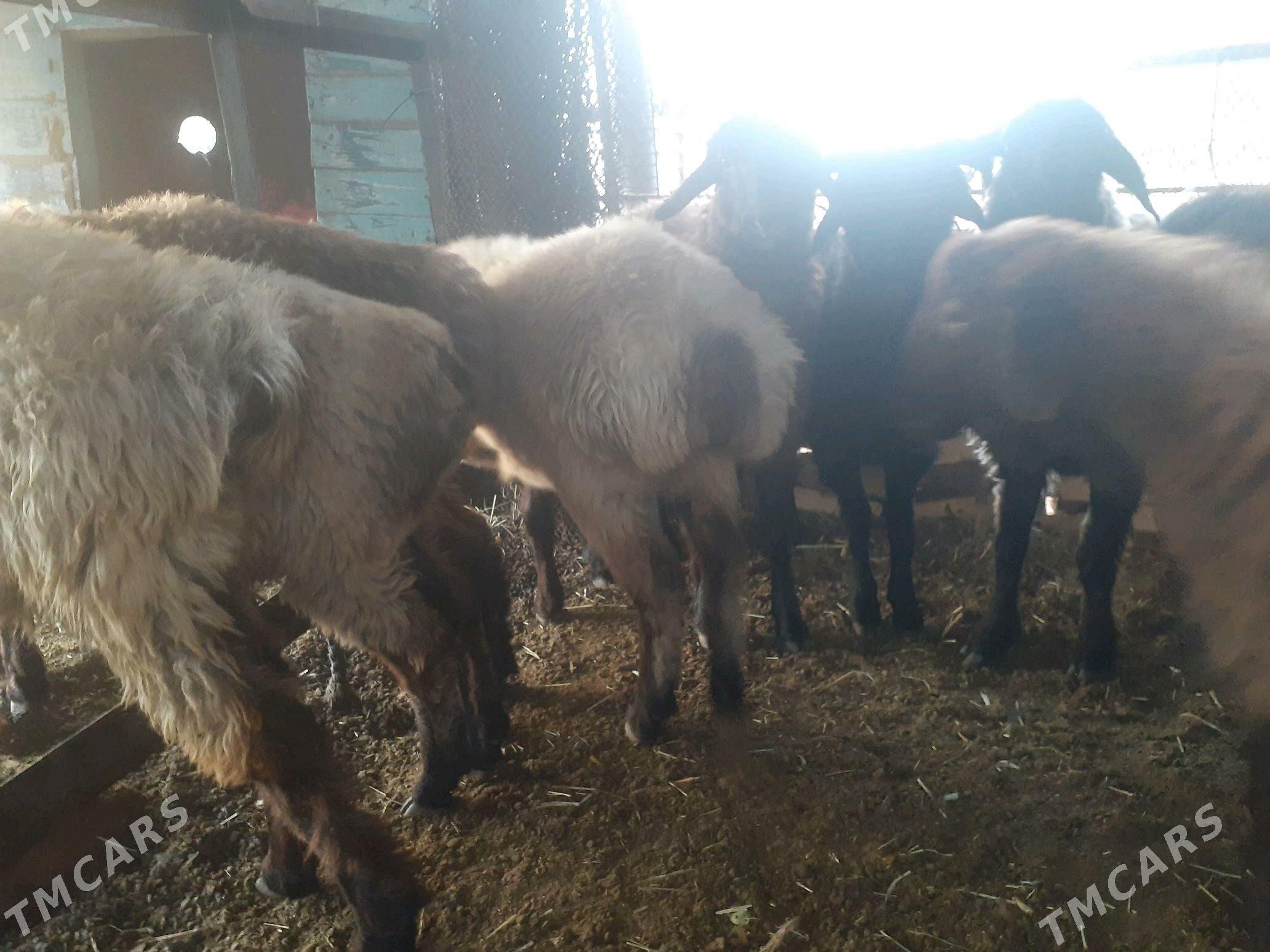 tokly - Murgap - img 5