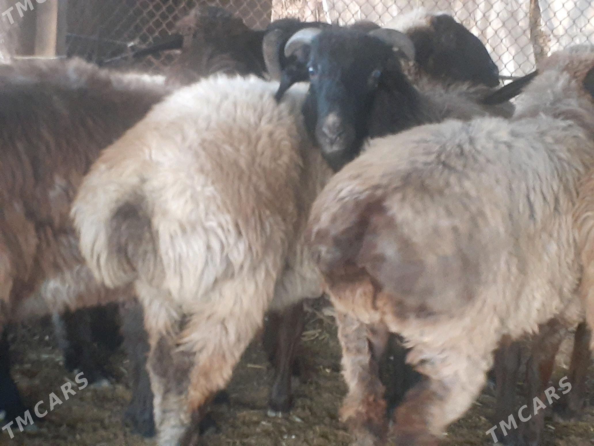 tokly - Murgap - img 4