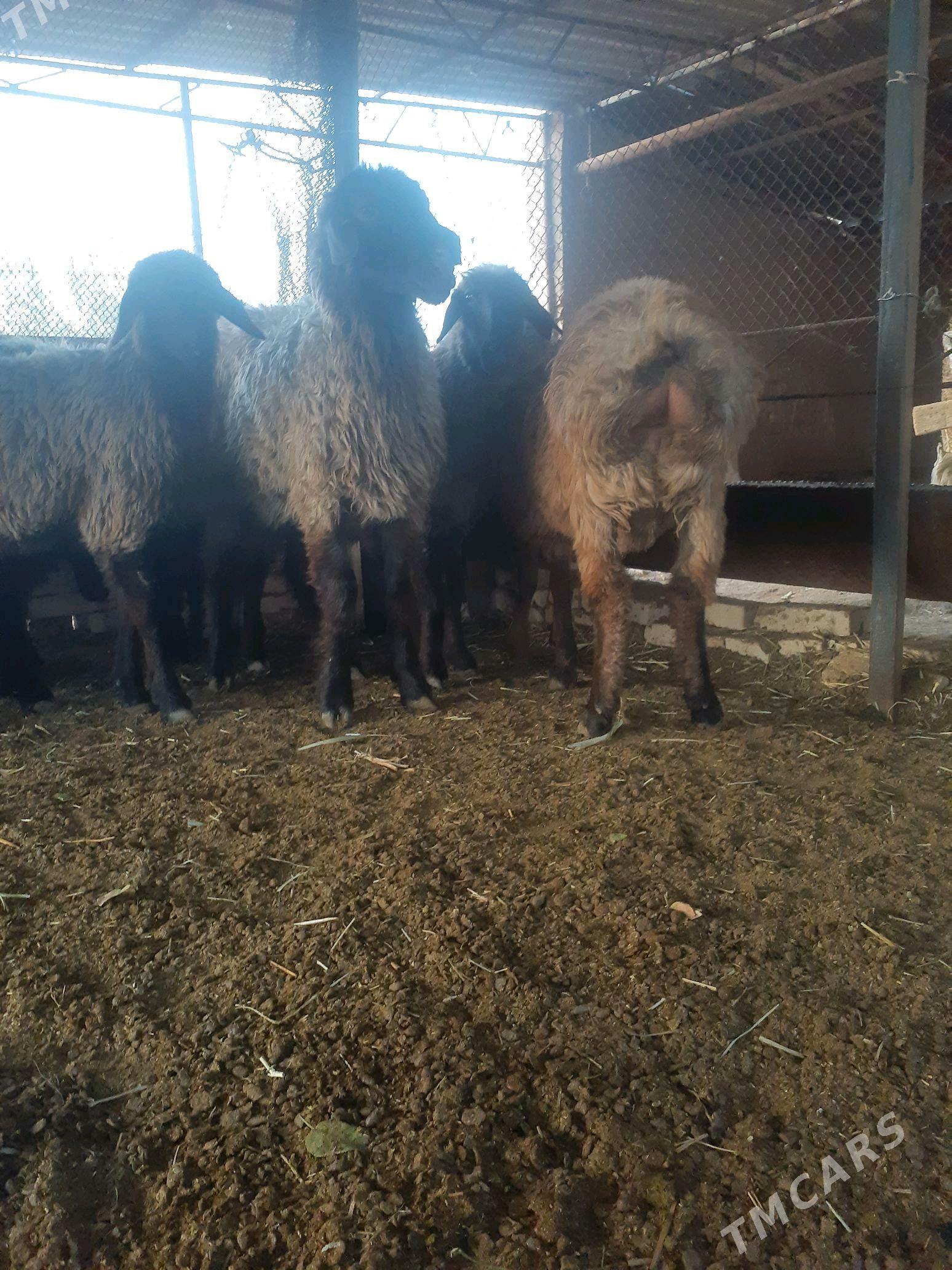 tokly - Murgap - img 6