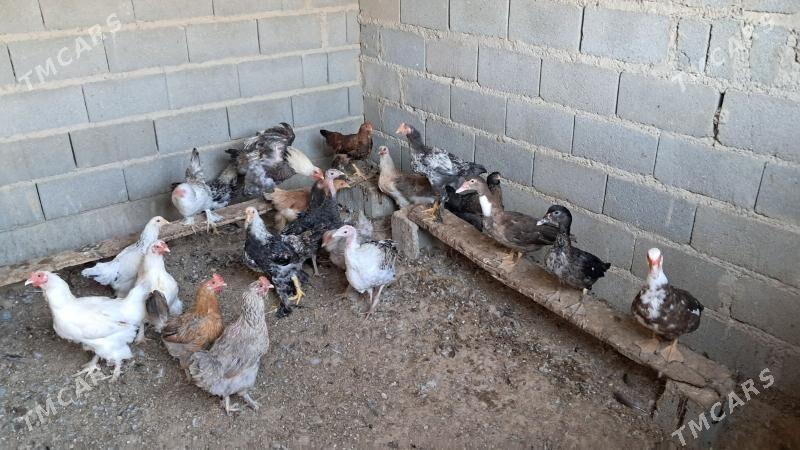 towuk induk ordek - Gyzylarbat - img 3