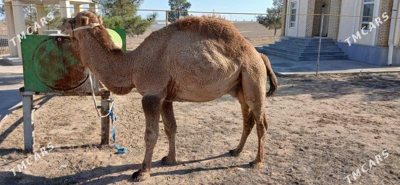 erkek iner - Türkmenbaşy - img 3