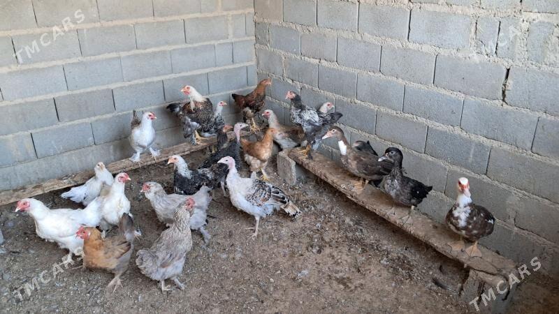 towuk induk ordek - Gyzylarbat - img 2