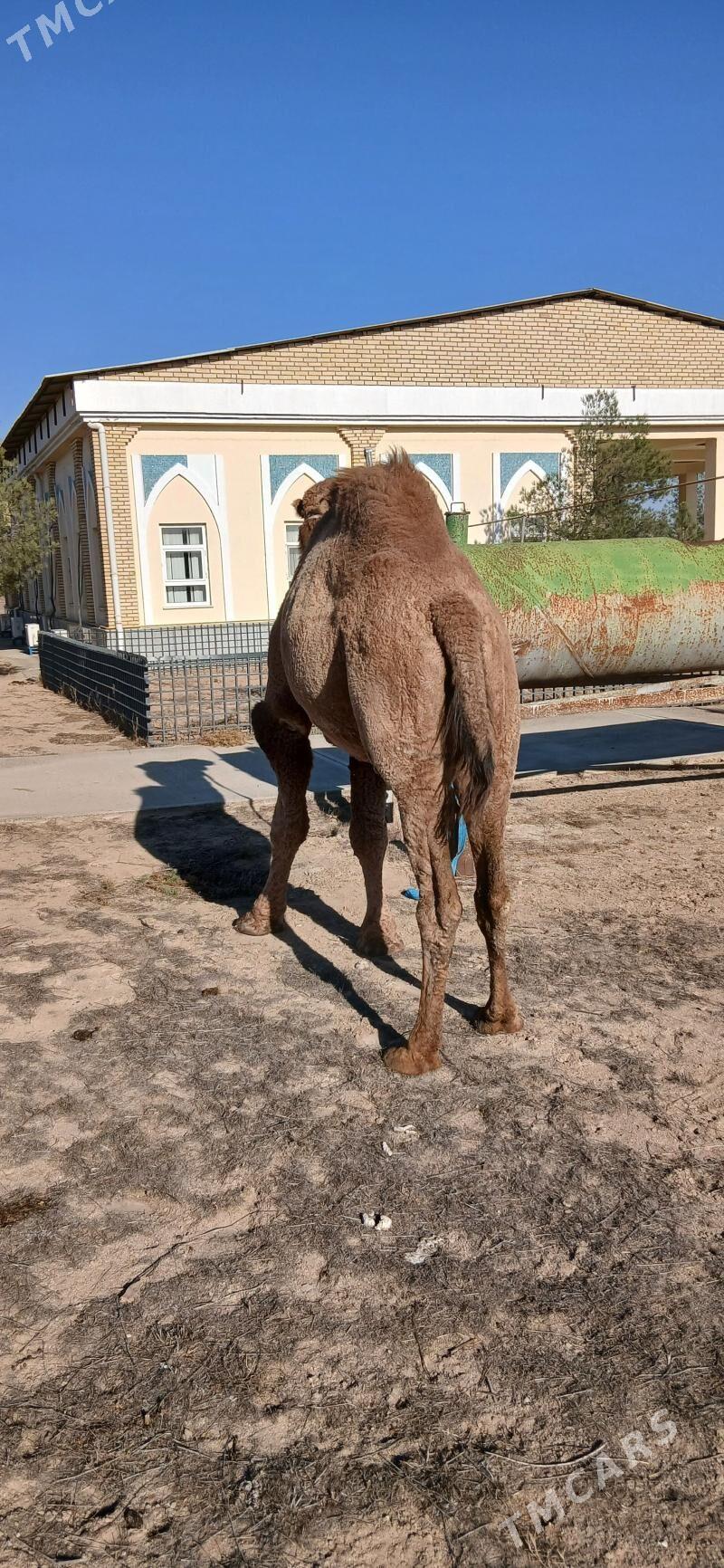 erkek iner - Türkmenbaşy - img 2