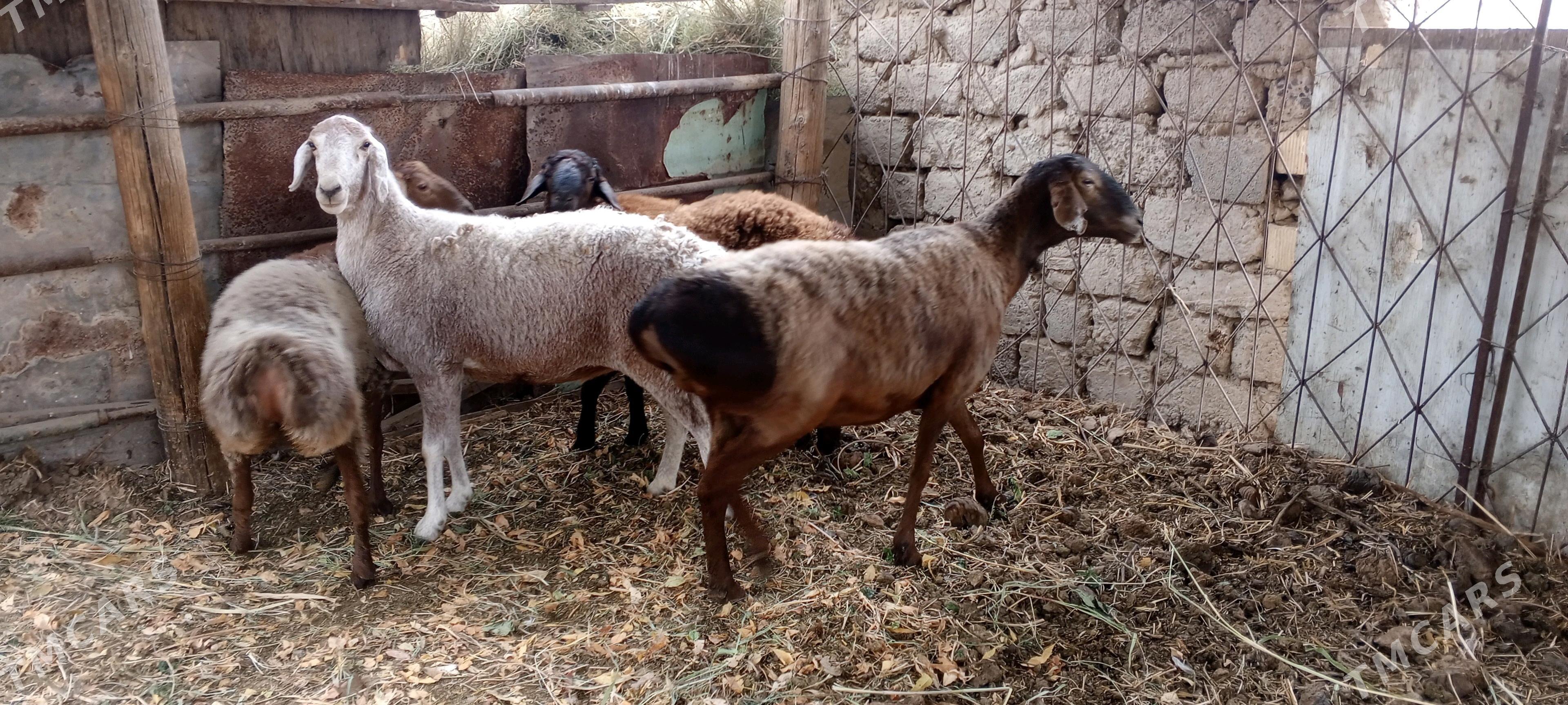 gysar goýunlar - Bagyr - img 6