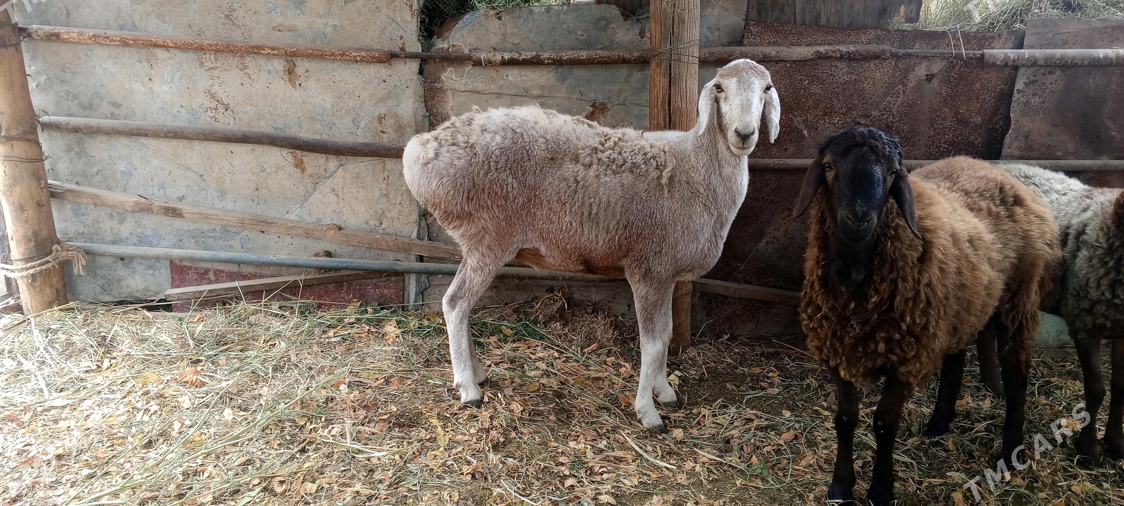 gysar goýunlar - Bagyr - img 2