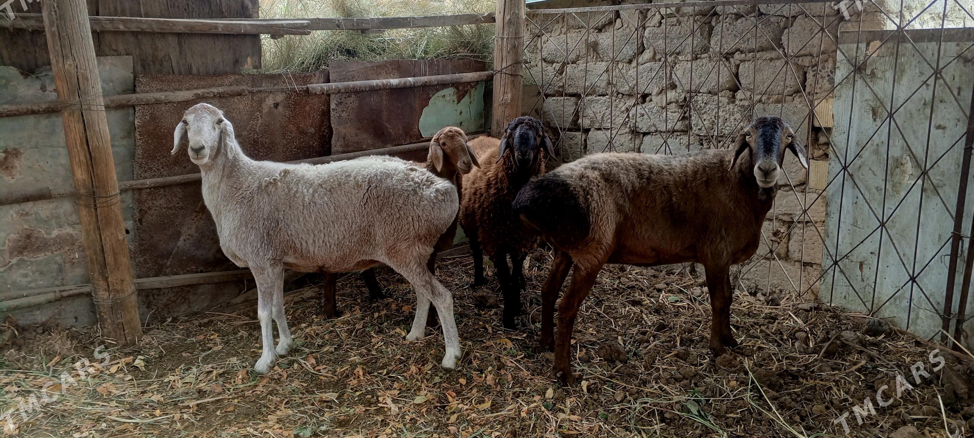 gysar goýunlar - Bagyr - img 4