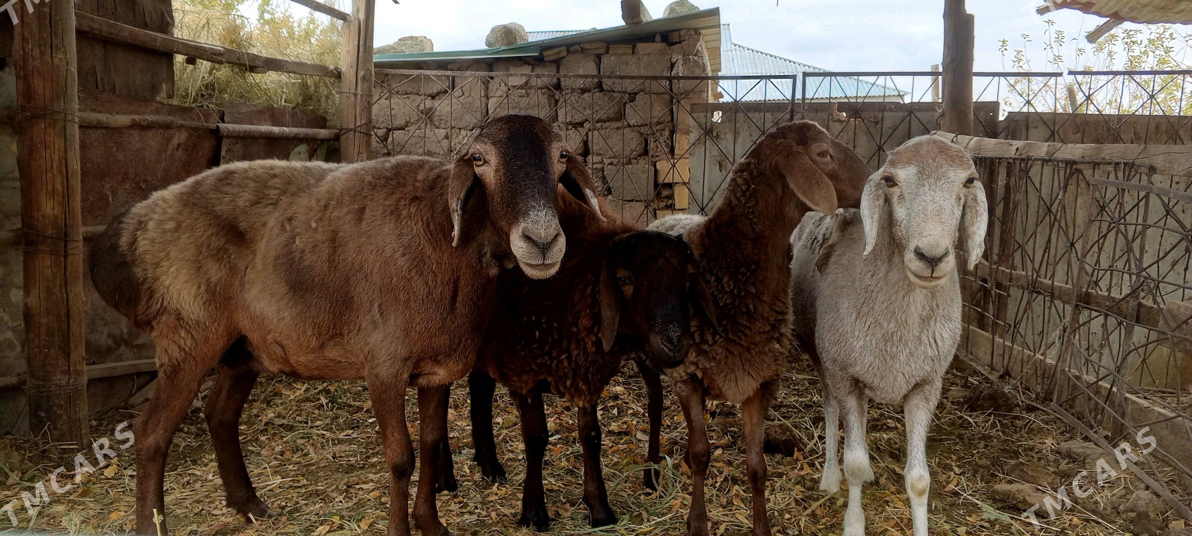 gysar goýunlar - Bagyr - img 9