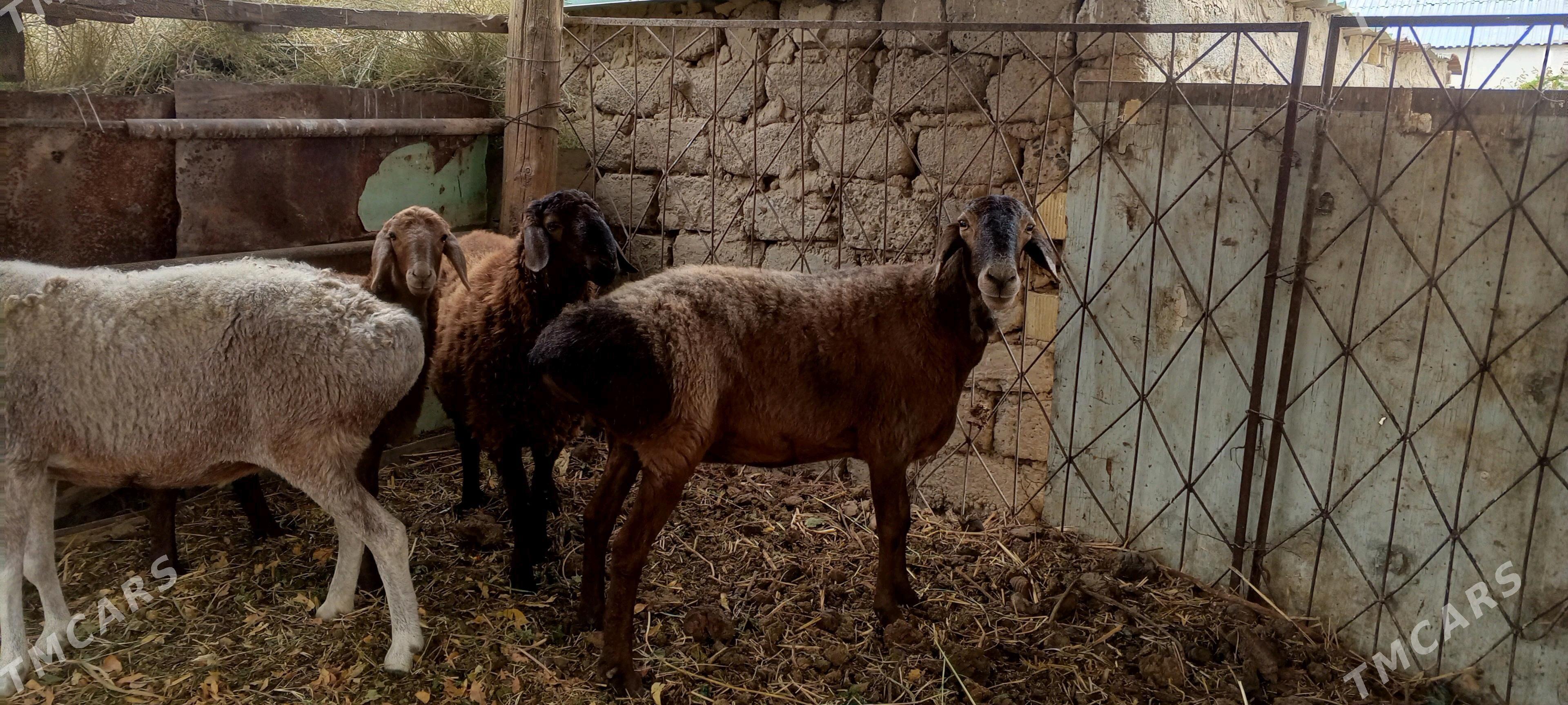 gysar goýunlar - Bagyr - img 5