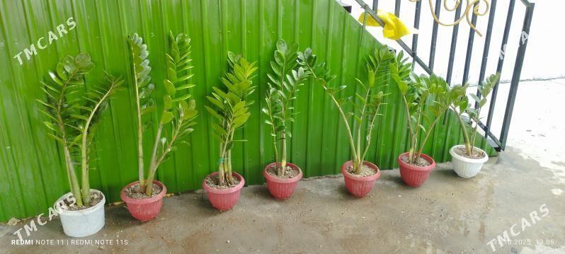 zamyakukos( deneznye derewo) - Чарджоу - img 3